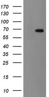 HEK293T cells were transfected with the pCMV6-ENTRY control (Left lane) or pCMV6-ENTRY ACBD3 (Right lane) cDNA for 48 hrs and lysed. Equivalent amounts of cell lysates (5 ug per lane) were separated by SDS-PAGE and immunoblotted with anti-ACBD3.