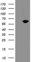 HEK293T cells were transfected with the pCMV6-ENTRY control (Left lane) or pCMV6-ENTRY ACBD3 (Right lane) cDNA for 48 hrs and lysed. Equivalent amounts of cell lysates (5 ug per lane) were separated by SDS-PAGE and immunoblotted with anti-ACBD3.