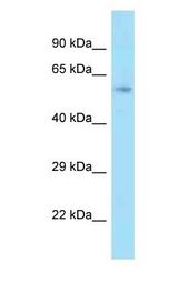 GCP60 / ACBD3 antibody Western Blot of Rat Liver. Antibody dilution: 1 ug/ml.