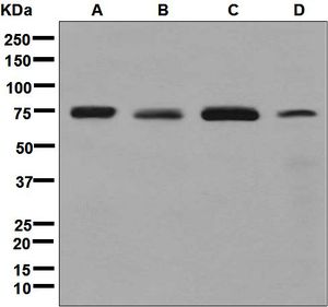 Western blot analysis on (A) K562, (B) HeLa, (C) 293T, and (D) LNCaP cell lysates using anti-ACBD3 antibody.