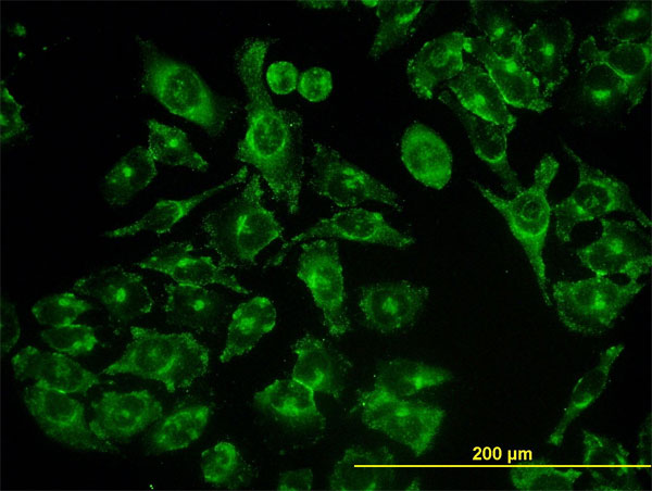 Immunofluorescence of monoclonal antibody to ACBD3 on HeLa cell (antibody concentration 10 ug/ml).