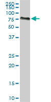 ACBD3 monoclonal antibody, clone 2G2. Western blot of ACBD3 expression in Raw 264.7.
