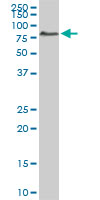 ACBD3 monoclonal antibody, clone 2G2. Western blot of ACBD3 expression in NIH/3T3.