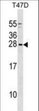 GCSH Antibody western blot of T47D cell line lysates (35 ug/lane). The GCSH antibody detected the GCSH protein (arrow).