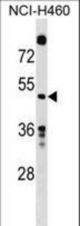 GDA Antibody western blot of NCI-H460 cell line lysates (35 ug/lane). The GDA antibody detected the GDA protein (arrow).