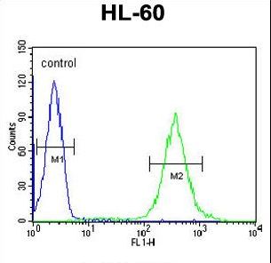 GDA Antibody flow cytometry of HL-60 cells (right histogram) compared to a negative control cell (left histogram). FITC-conjugated goat-anti-rabbit secondary antibodies were used for the analysis.