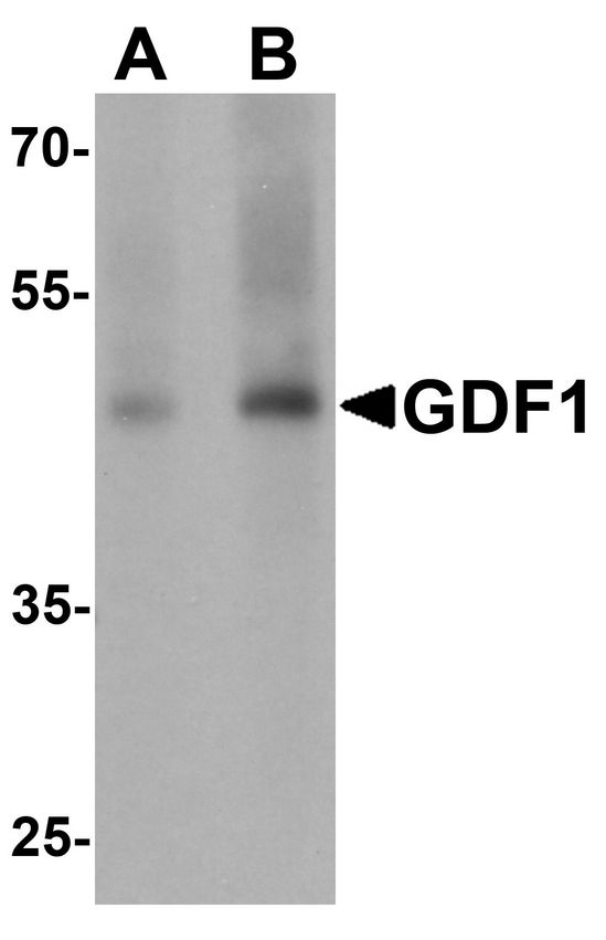 Western blot analysis of GDF1 in rat lung tissue lysate with GDF1 antibody at (A) 1 and (B) 2 ug/ml.