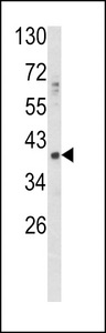 Western blot of GDF1 Antibody in HepG2 cell line lysates (35 ug/lane). GDF1 (arrow) was detected using the purified antibody.