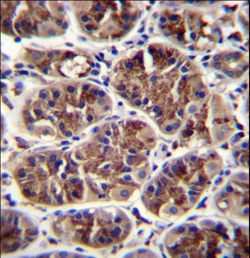 GDF5 Antibody immunohistochemistry of formalin-fixed and paraffin-embedded human stomach tissue followed by peroxidase-conjugated secondary antibody and DAB staining.