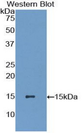 Western blot of recombinant GDF6 / BMP13.