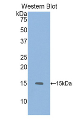 Western blot of recombinant GDF6 / BMP13.