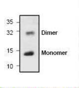 Western blot of GDF6 / BMP13 antibody LS-C146966.