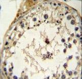 GDF6 Antibody immunohistochemistry of formalin-fixed and paraffin-embedded human testis tissue followed by peroxidase-conjugated secondary antibody and DAB staining.