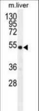 GDF6 Antibody western blot of mouse liver tissue lysates (35 ug/lane). The GDF6 antibody detected the GDF6 protein (arrow).
