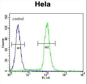 GDF6 Antibody flow cytometry of HeLa cells (right histogram) compared to a negative control cell (left histogram). FITC-conjugated goat-anti-rabbit secondary antibodies were used for the analysis.