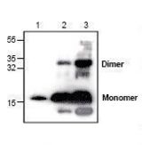 Western blot of GDF9 antibody LS-C147177.