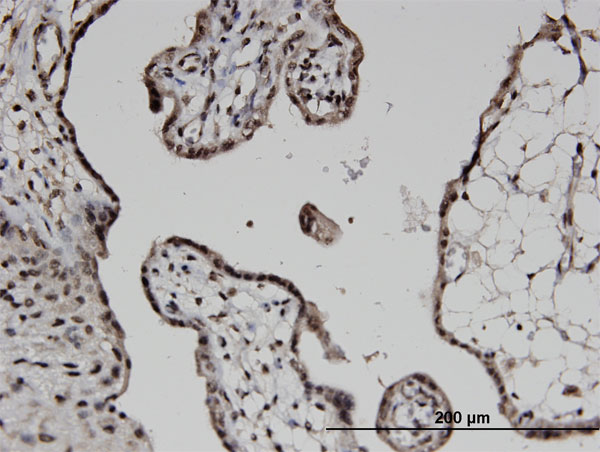 Immunoperoxidase of monoclonal antibody to COPS6 on formalin-fixed paraffin-embedded human placenta. [antibody concentration 1.5 ug/ml]