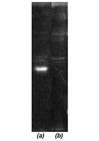 Western blot: Luminograph of a HeLa S3 cytosol preparation after SDS PAGE followed by blotting onto PVDF membrane and probing with (a) antibody BML-PW8295 and (b) antibody BML-PW8295 pre-absorbed with cognate peptide.
