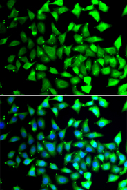 Immunofluorescence blot of A549 cell using COPS6 antibody. Blue: DAPI for nuclear staining.