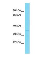 Western blot of GDPD1 Antibody - C-terminal region with human Fetal Brain cells lysate.