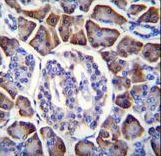 GDPD1 Antibody immunohistochemistry of formalin-fixed and paraffin-embedded human pancreas tissue followed by peroxidase-conjugated secondary antibody and DAB staining.