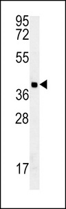 GDPD3 Antibody western blot of MDA-MB435 cell line lysates (35 ug/lane). The GDPD3 antibody detected the GDPD3 protein (arrow).