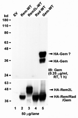 GEM antibody HEK293 lysate overexpressing full-length Human GEM (HA tagged), mock-transfected HEK293 (EV) and HEK293 transiently expressing GEM-related genes (Rem, Rem2L and Rad) probed with (1 ug/ml). The same lysates probed with anti-HA tag antibody in the lower panel.