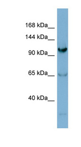 GEMIN4 antibody LS-C107764 Western blot of Jurkat lysate.