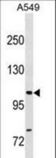 GEMIN4 Antibody western blot of A549 cell line lysates (35 ug/lane). The GEMIN4 antibody detected the GEMIN4 protein (arrow).