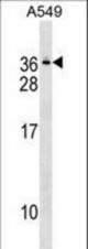 GEMIN8 Antibody western blot of A549 cell line lysates (35 ug/lane). The GEMIN8 antibody detected the GEMIN8 protein (arrow).