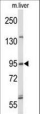 Western blot of GEN1 Antibody in mouse liver tissue lysates (35 ug/lane). GEN1 (arrow) was detected using the purified antibody.