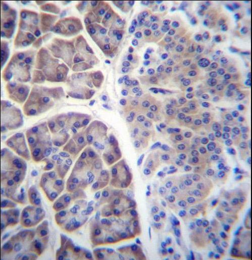 COPS7A Antibody immunohistochemistry of formalin-fixed and paraffin-embedded human pancreas tissue followed by peroxidase-conjugated secondary antibody and DAB staining.