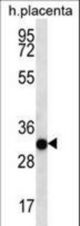 COPS7A Antibody western blot of human placenta tissue lysates (35 ug/lane). The COPS7A antibody detected the COPS7A protein (arrow).