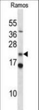 COPS8 Antibody western blot of Ramos cell line lysates (35 ug/lane). The COPS8 antibody detected the COPS8 protein (arrow).