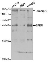 Western blot analysis of extracts of various cell lines, using GFER antibody.