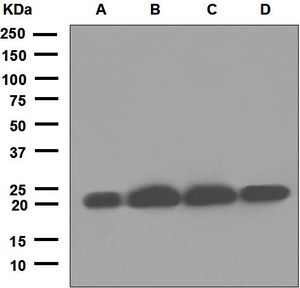 Western blot analysis on (A) fetal liver, (B) HepG2, (C) SH-SY5Y, and (D) HeLa cell lysates using anti-COPS8 antibody.