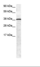 Fetal Lung Lysate