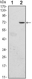 Western blot using GFI1 monoclonal antibody against HEK293 (1) and GFI1(AA: 2-250)-hIgGFc transfected HEK293 (2) cell lysate.