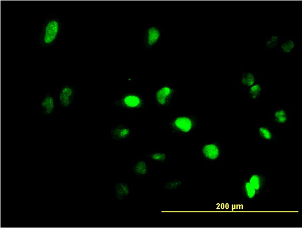 Immunofluorescence of monoclonal antibody to GFI1 on HeLa cell (antibody concentration 10 ug/ml).
