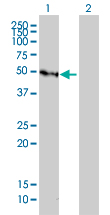 Western blot of GFI1 expression in transfected 293T cell line by GFI1 monoclonal antibody (M01), clone 3G8.
