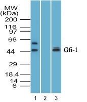 Western blot of Zinc finger protein Gfi-1 in human HepG2 cell lysate in the 1) absence and 2) presence of immunizing peptide, and 3) mouse RAW cell lysate using LS-B7250 at 6 ug/ml. Goat anti-rabbit Ig HRP secondary antibody, and PicoTect ECL substrate solution were used for this test.