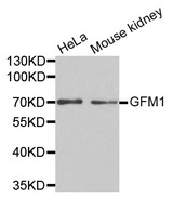 Western blot analysis of extracts of various cell lines, using GFM1 antibody.