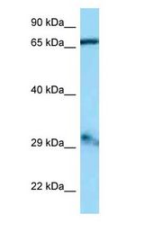 GFM1 antibody Western Blot of Mouse Heart.