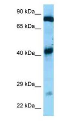 GFM1 antibody Western Blot of Mouse Heart.