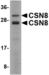 Western blot of COPS8 in Human liver lysate with COPS8 antibody at 2 ug/ml.