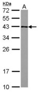 Sample (30 ug of whole cell lysate) A: HeLa 12% SDS PAGE GFOD2 antibody diluted at 1:1000