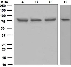 Western blot analysis on (A) 293T, (B) JAR, (C) HeLa, and (D) human placenta lysates using anti-GFAT1 antibody.