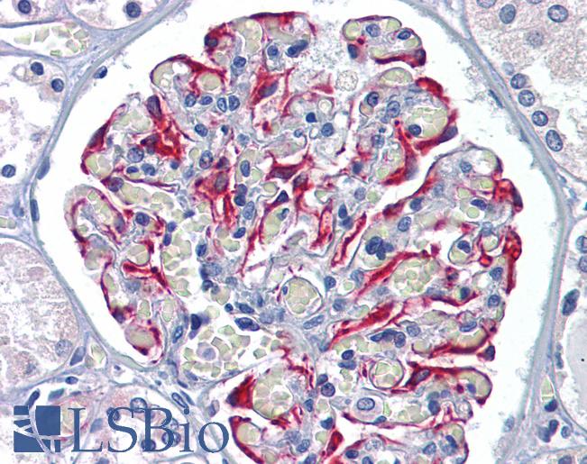 Anti-GFPT1 antibody LS-A9979 IHC of human kidney. Immunohistochemistry of formalin-fixed, paraffin-embedded tissue after heat-induced antigen retrieval.