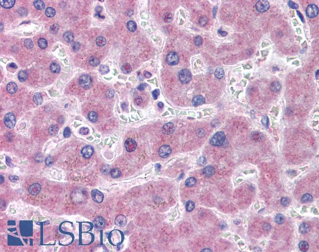 Anti-GFPT1 antibody LS-A9977 IHC of human liver. Immunohistochemistry of formalin-fixed, paraffin-embedded tissue after heat-induced antigen retrieval.