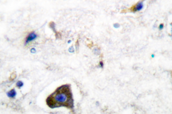 IHC of GFR -1 (K90) pAb in paraffin-embedded human brain tissue.
